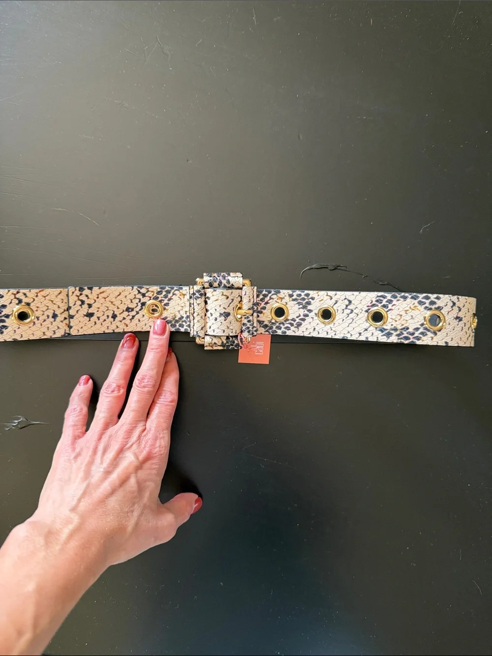 CAbi Black Leather Belt with Snakeskin Accent and Gold Eyelets